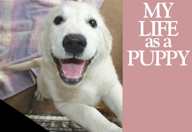 Puppy Sampson - so cute